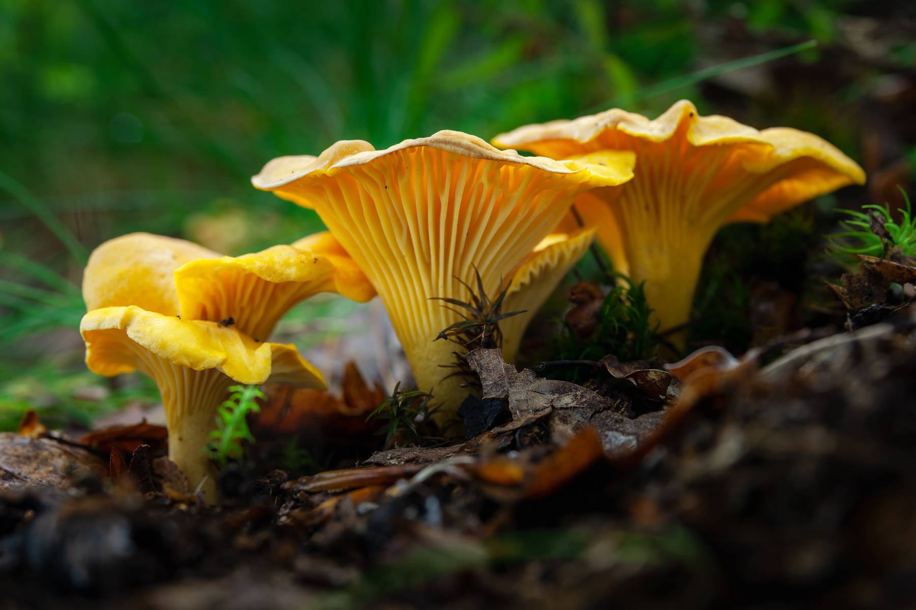 Where Do Chanterelles Grow: Foraging for Chanterelle Mushrooms – Mother Earth News - Vimarsana News